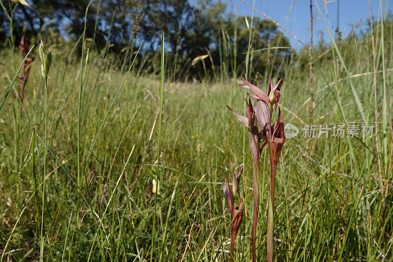 广角特写的红色长唇舌兰，Serapias vomeracea在草地上